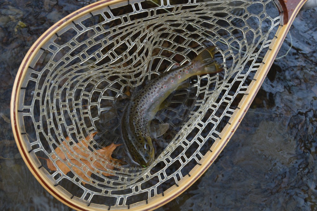 Little Juniata River Veteran’s day trout