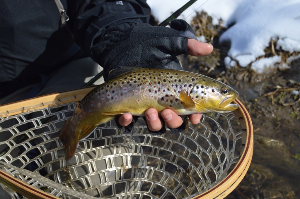 Spring Creek birthday browns