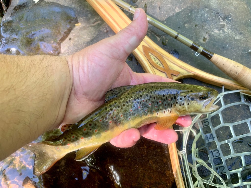 Fly fishing “quickie”